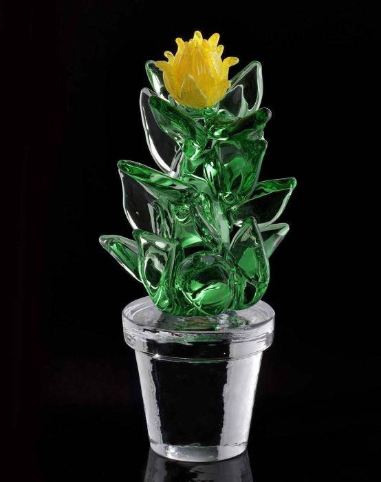 Limited edition cactus with a yellow flower