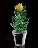 Limited edition cactus with a yellow flower